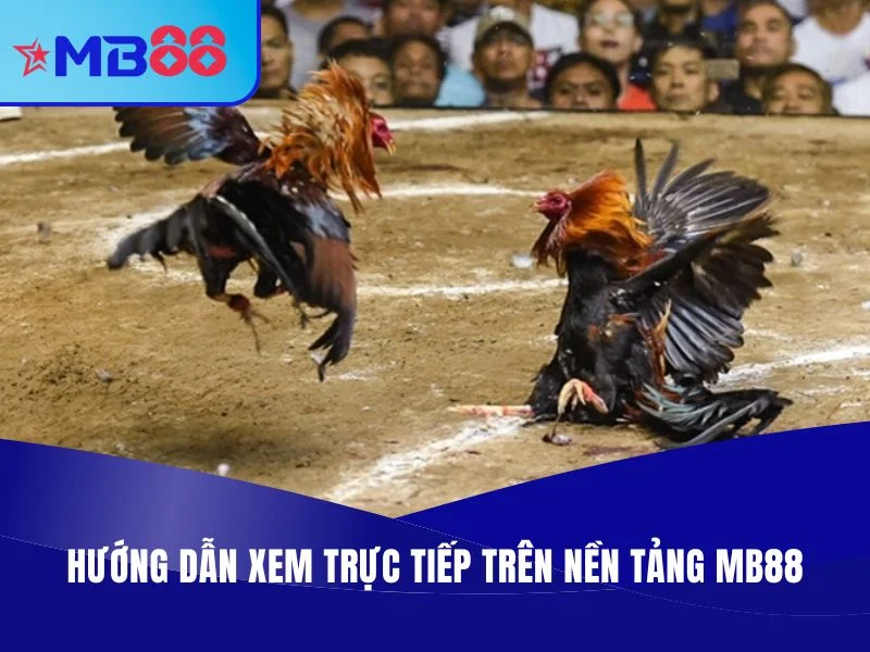 MB88 - Địa Chỉ Trực Tiếp Đá Gà Thomo Chuyên Nghiệp, Full HD Trực Tiếp Đá Gà Thomo MB88 - Hướng dẫn xem trực tiếp