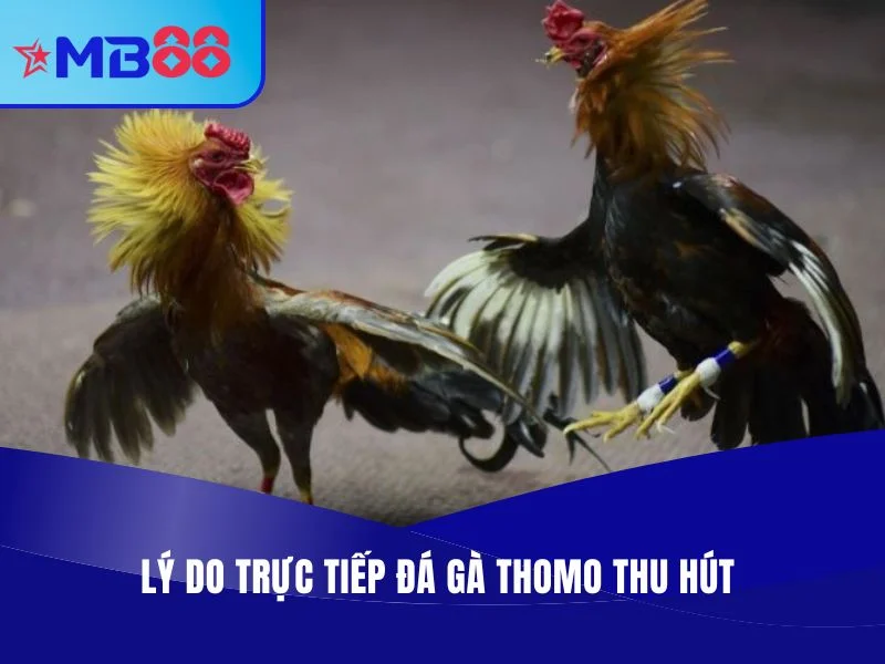 MB88 - Địa Chỉ Trực Tiếp Đá Gà Thomo Chuyên Nghiệp, Full HD Lý do trực tiếp đá gà Thomo thu hút đông đảo người hâm mộ