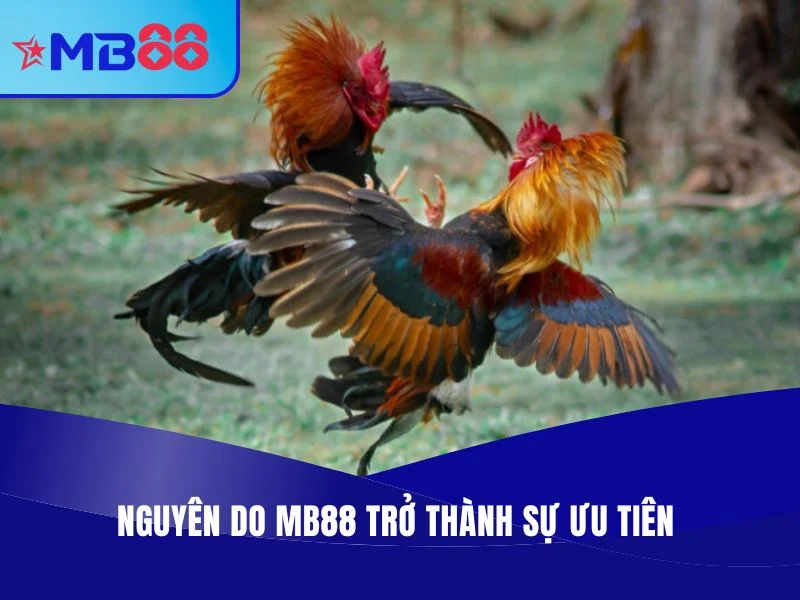 MB88 - Địa Chỉ Trực Tiếp Đá Gà Thomo Chuyên Nghiệp, Full HD Trực Tiếp Đá Gà Thomo MB88 - Nguyên do MB88 trở thành sự ưu tiên của nhiều người