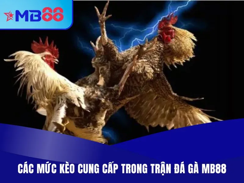 Các mức kèo cung cấp trong trận đá gà MB88