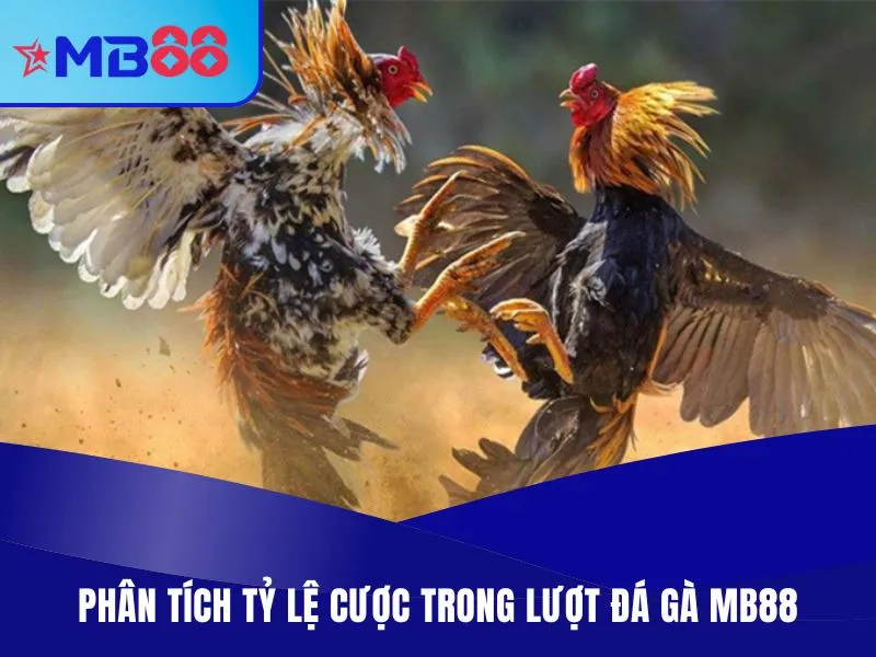 Phân tích tỷ lệ cược trong lượt đá gà MB88