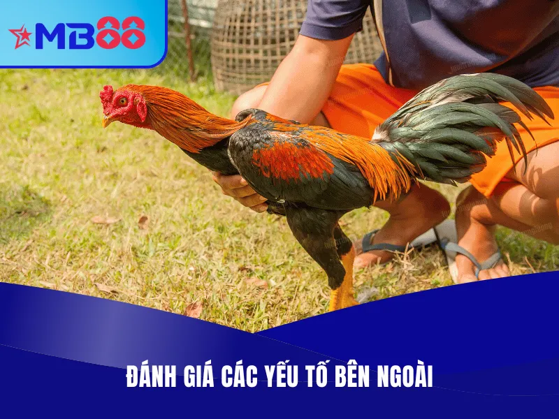 Ảnh hưởng từ yếu tố bên ngoài xen vào
