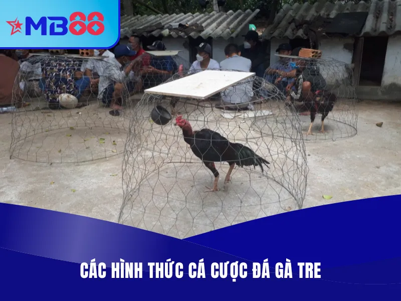 Các hình thức cá cược đá gà tại MB88