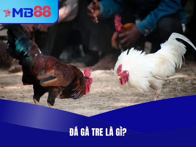 Đá gà tre là gì?
