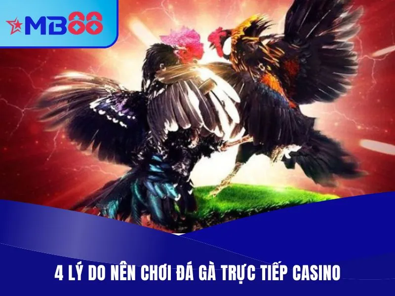 Đá Gà Trực Tiếp Casino - Thiên Đường Chiến Kê Máu Lửa 4 lý do nên chơi đá gà trực tiếp casino