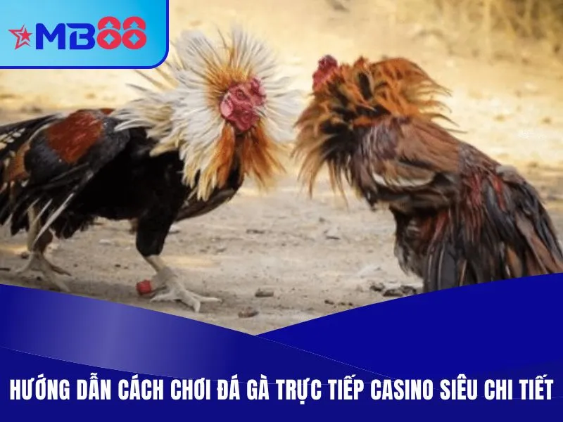 Đá Gà Trực Tiếp Casino - Thiên Đường Chiến Kê Máu Lửa Hướng dẫn cách chơi đá gà trực tiếp casino siêu chi tiết