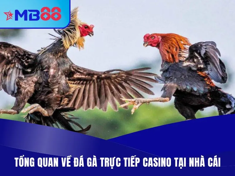 Đá Gà Trực Tiếp Casino - Thiên Đường Chiến Kê Máu Lửa Tổng quan về đá gà trực tiếp casino tại nhà cái