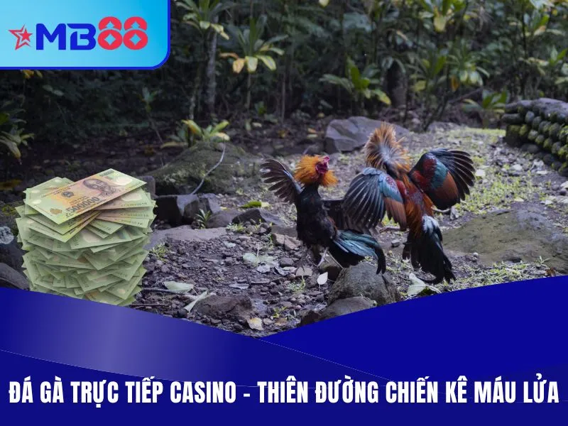 Đá gà trực tiếp casino